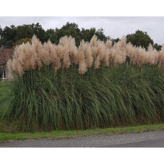 Cortaderia selloana 'Rentadleri'