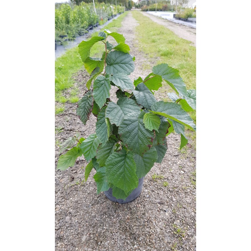 Corylus avellana