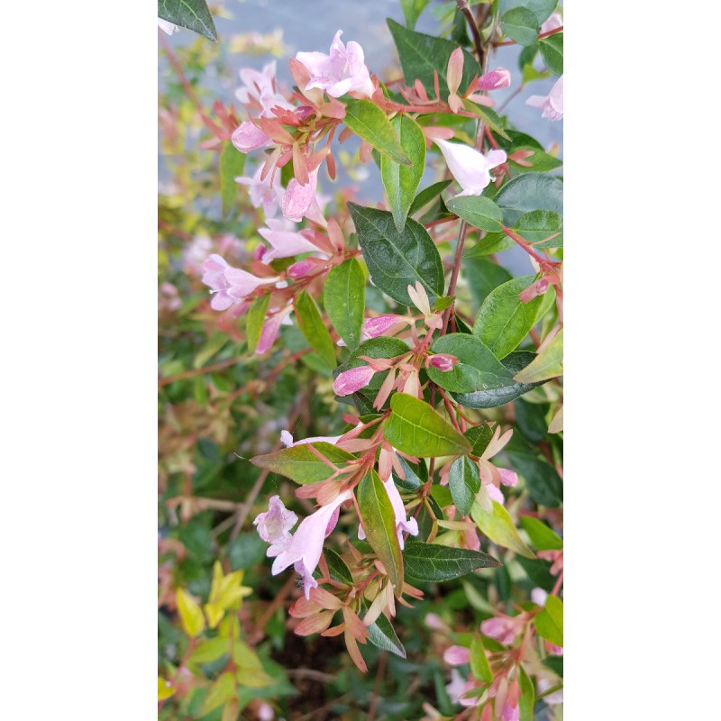 Abelia X 'Edouard Goucher'