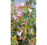 Abelia X 'Edouard Goucher'