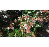 Abelia x grandiflora