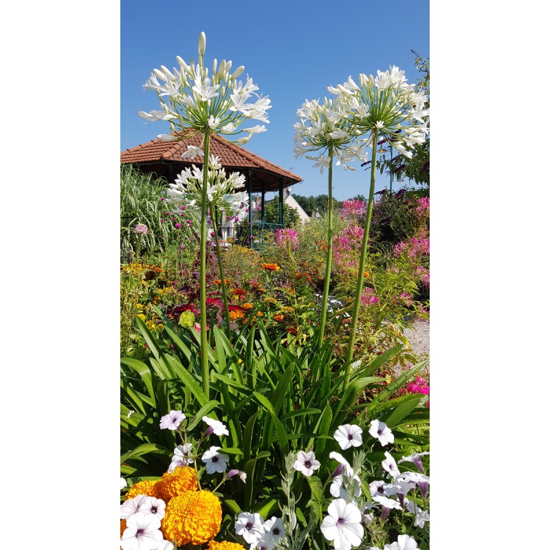 Agapanthus africanus 'Alba'