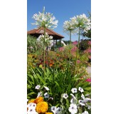 Agapanthus africanus 'Alba'