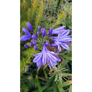 Agapanthus x 'Charlotte'