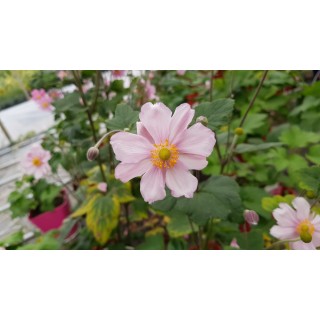 Anemone japonica 'Rubra'