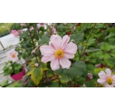 Anemone japonica 'Rubra'