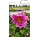 Anemone x 'Konigin Charlotte'