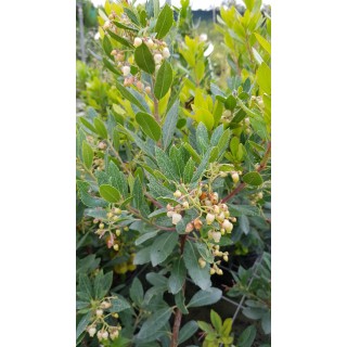 Arbutus unedo 'Compacta'