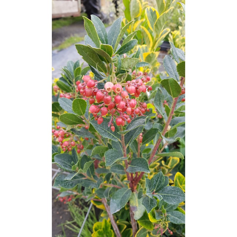 Arbutus unedo 'Rubra'