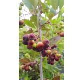 Aronia prunifolia 'Viking'