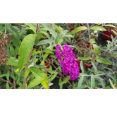 Buddleia davidii 'Royal red'