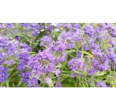 Caryopteris x clandonensis 'Heavenly Blue'