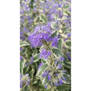 Caryopteris x clandonensis 'White Surprise'Â®