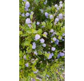 Ceanothus thrysiflorus 'Skylark'