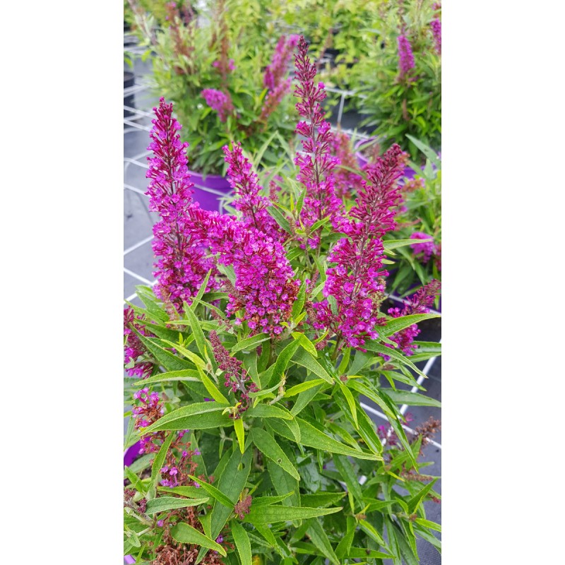 Buddleia davidii 'Butterfly Tower' Â®