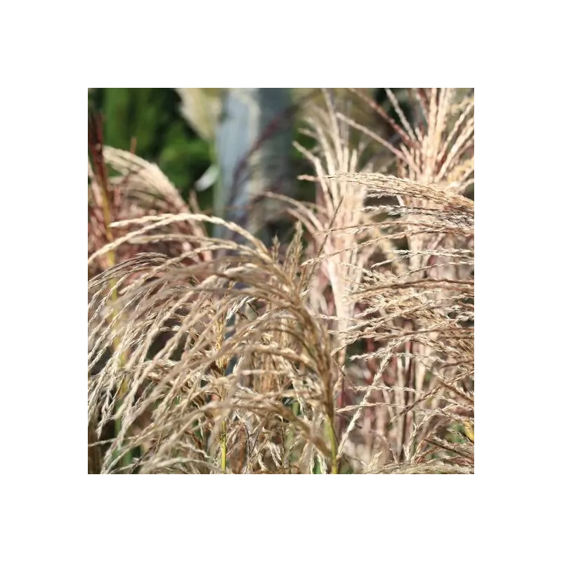 Miscanthus sinensis Pink Cloud - pot 2 ltr