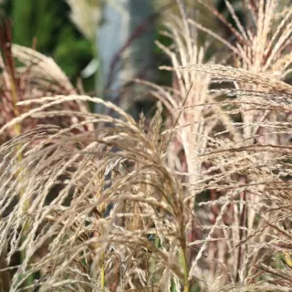 Miscanthus sinensis Pink Cloud - pot 2 ltr