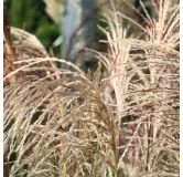 Miscanthus sinensis Pink Cloud - pot 2 ltr