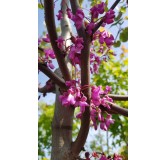 Cercis canadensis