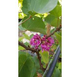 Cercis silicastrum