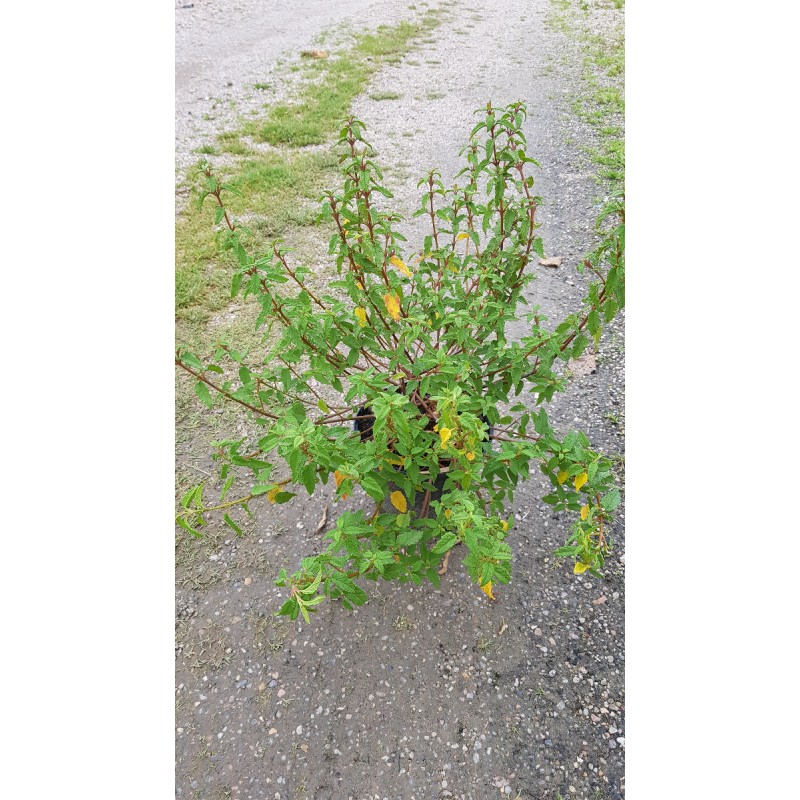 Cistus x corbariensis