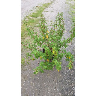 Cistus x corbariensis