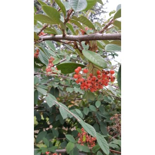 Cotoneaster lacteus