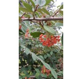 Cotoneaster lacteus