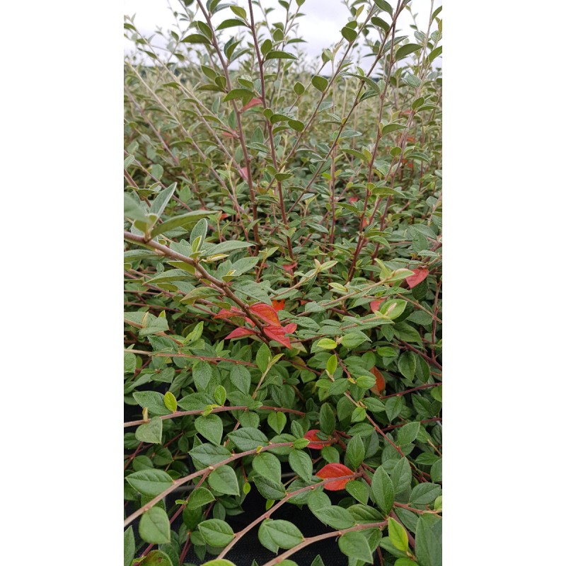 Cotoneaster franchetii