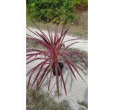 Cordyline australis 'Charly boy'