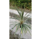 Cordyline australis 'Torbay Dazzler'