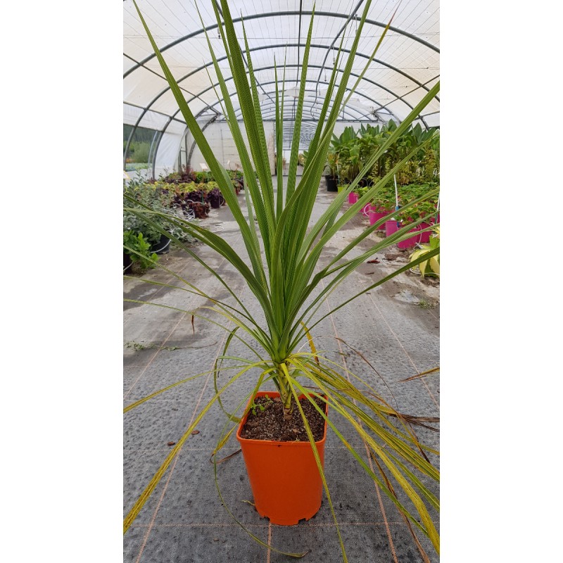 Cordyline australis