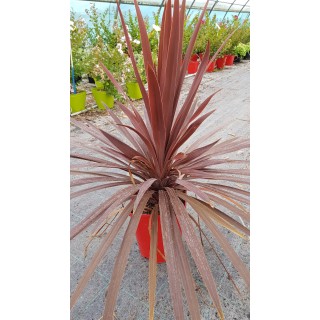 Cordyline australis ' Red Star'