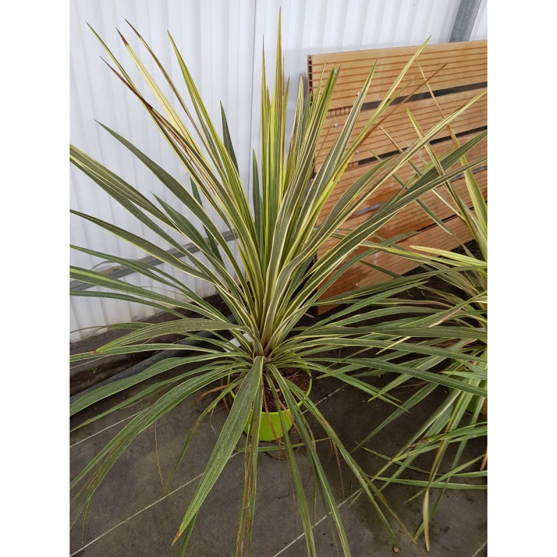 Cordyline australis 'Torbay Dazzler'