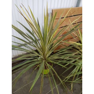 Cordyline australis 'Torbay Dazzler'