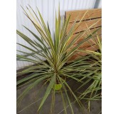 Cordyline australis 'Torbay Dazzler'