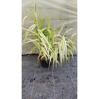 Arundo donax 'Variegata Compact Elly'