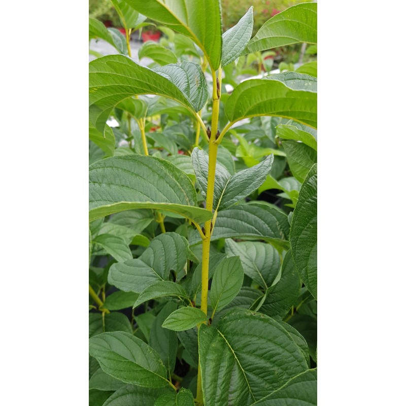 Cornus stolonifera 'Flaviramea'