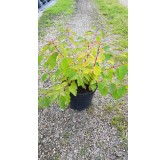 Cornus sanguinea 'Anny's Winter Orange'