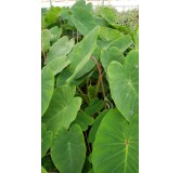 Colocasia esculenta 'Pink China'