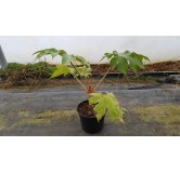 Tetrapanax papyrifera 'Rex'