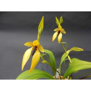 Bulbophyllum orthoglossum