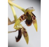 Bulbophyllum schinzianum