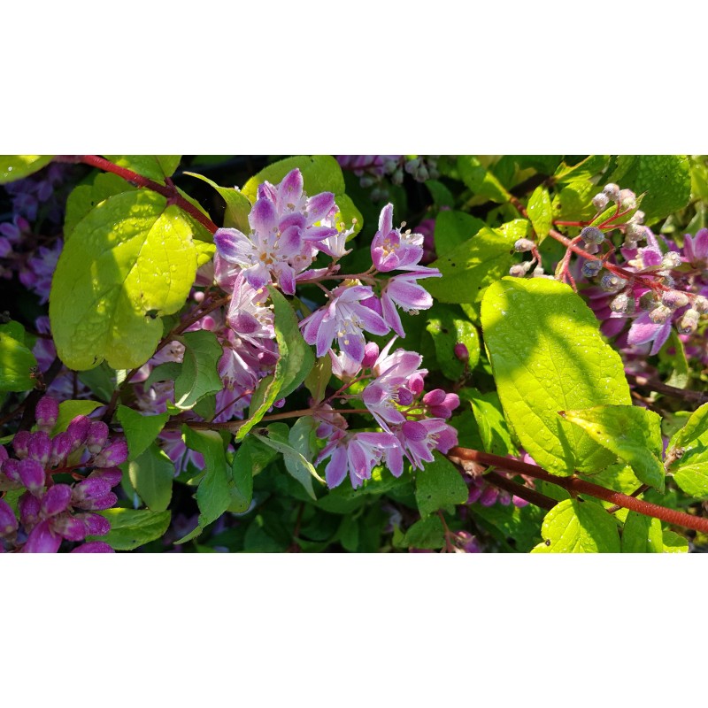 Deutzia x hybrida 'Perle rose'