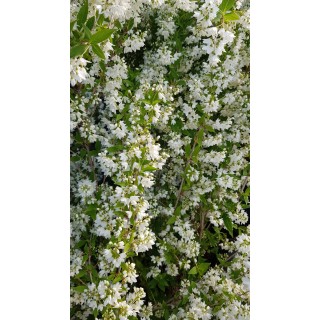 Deutzia gracilis