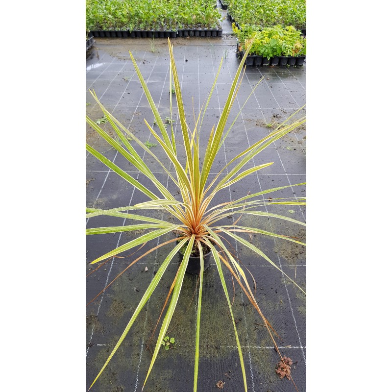 Cordyline australis 'Torbay Dazzler'