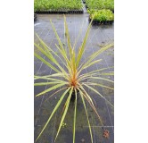 Cordyline australis 'Torbay Dazzler'