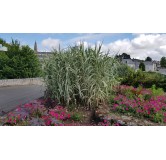 Arundo donax 'Variegata'