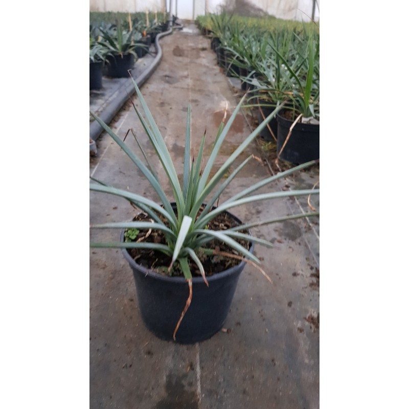 Agave striata subsp. 'Falcata'