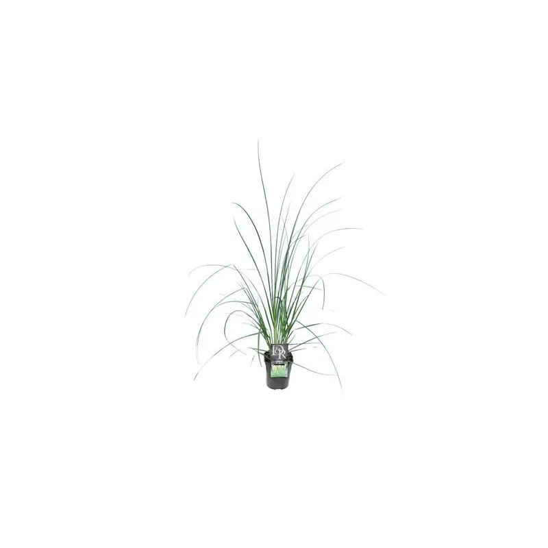 Cortaderia selloana Mini Pampas - pot 2 ltr